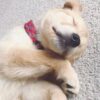 WilderDog Climbing Rope Collar in Maple